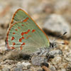 Early Hairstreak