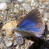 Early Hairstreak