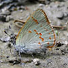 Early Hairstreak
