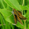 Two-spotted Skipper