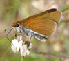 Two-spotted Skipper