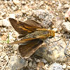 Two-spotted Skipper