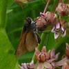 Two-spotted Skipper