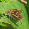 Two-spotted Skipper