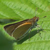 Two-spotted Skipper