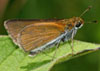 Two-spotted Skipper