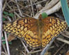 Variegated Fritillary