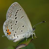 Eastern Tailed-Blue