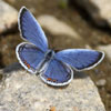 Eastern Tailed-Blue