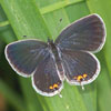 Eastern Tailed-Blue