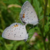 Eastern Tailed-Blue