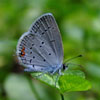 Eastern Tailed-Blue