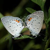 Eastern Tailed-Blue