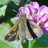 Leonard's Skipper