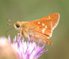 Leonard's Skipper