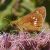Leonard's Skipper