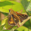 Leonard's Skipper