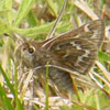 Cobweb Skipper