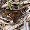 Cobweb Skipper