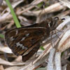 Cobweb Skipper