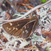 Cobweb Skipper