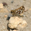 Cobweb Skipper