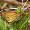 Indian Skipper