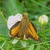 Indian Skipper
