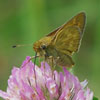 Indian Skipper