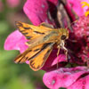 Fiery Skipper