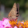 Fiery Skipper