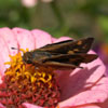 Fiery Skipper