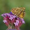 Fiery Skipper