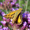 Fiery Skipper