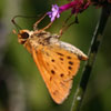 Fiery Skipper