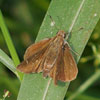Clouded Skipper