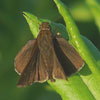 Clouded Skipper