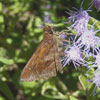 Clouded Skipper