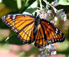 Viceroy