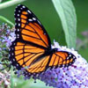 Viceroy