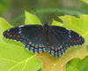 Red-spotted Admiral