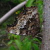 Compton Tortoiseshell
