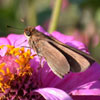Ocola Skipper