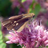 Ocola Skipper