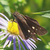 Ocola Skipper