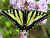 Canadian Tiger Swallowtail