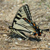 Canadian Tiger Swallowtail