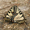 Canadian Tiger Swallowtail