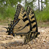 Canadian Tiger Swallowtail