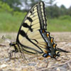 Canadian Tiger Swallowtail
